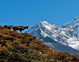Everest Base Camp Trek