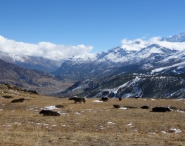 Helambu Trek.